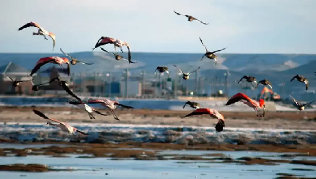 Gaviotas volando sobre el agua