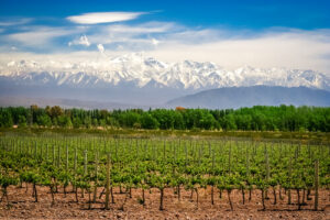 Foto de una cosecha de uvas en Mendoza